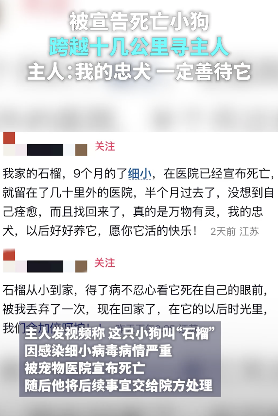 小狗被医院宣布死亡后跑回家 奇迹生还引发关注