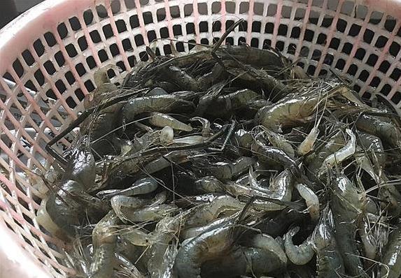 孩子长高吃啥好？河虾钙多3倍，效果惊人！