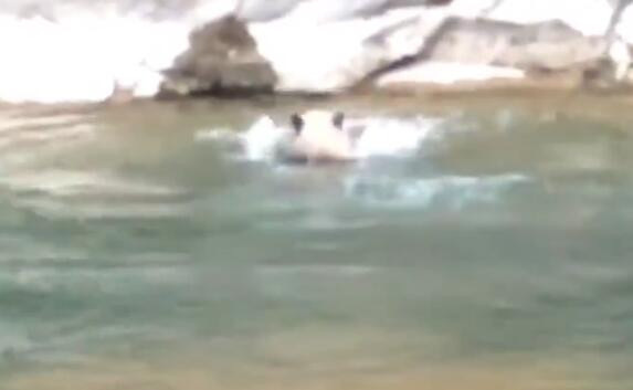 野生大熊猫游泳过河