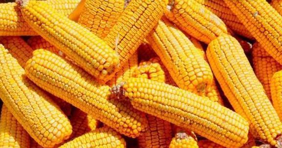 外媒：中国减少向巴西采购农产品 美国向未知目的地出售15.2万吨玉米