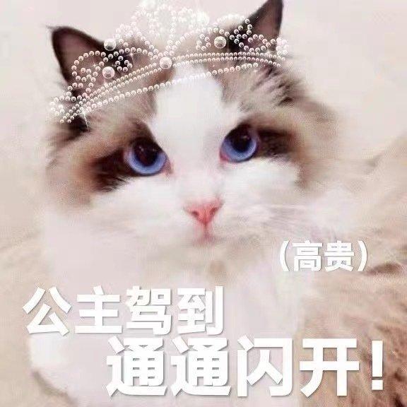 刘宇的猫也参加猫王大赛了 力争猫王桂冠