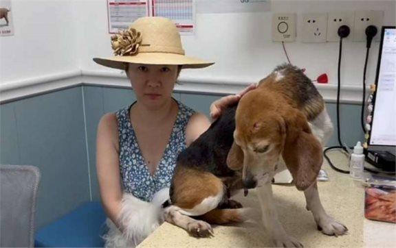杜江霍思燕收养实验犬  它没有脾脏