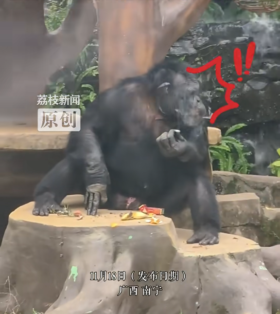 游客拍到黑猩猩抽烟手法娴熟