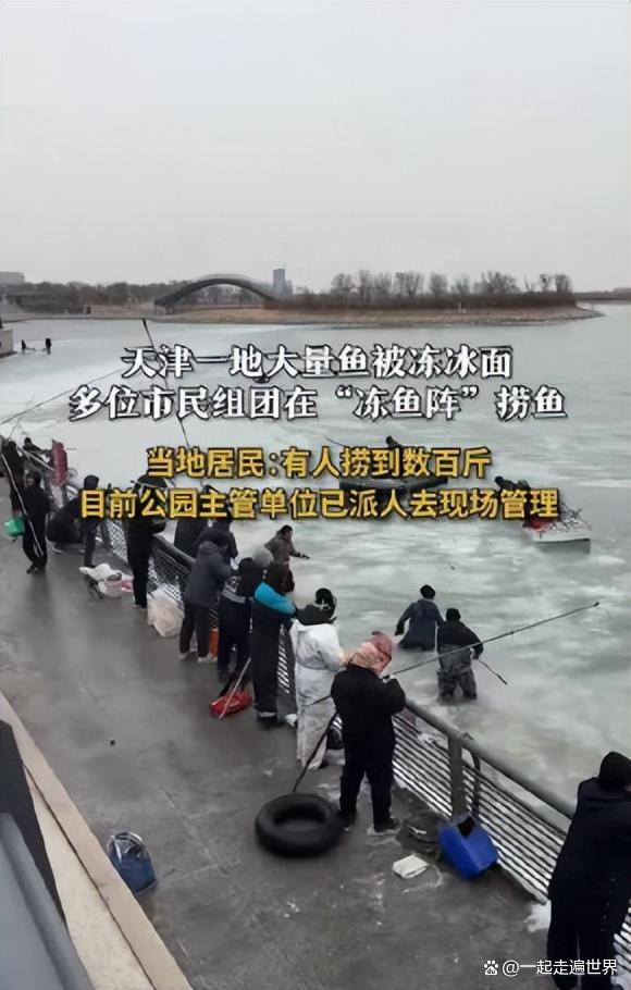 天津公园现冰封鱼群 市民凿冰兜鱼 寒潮下的冬日奇观