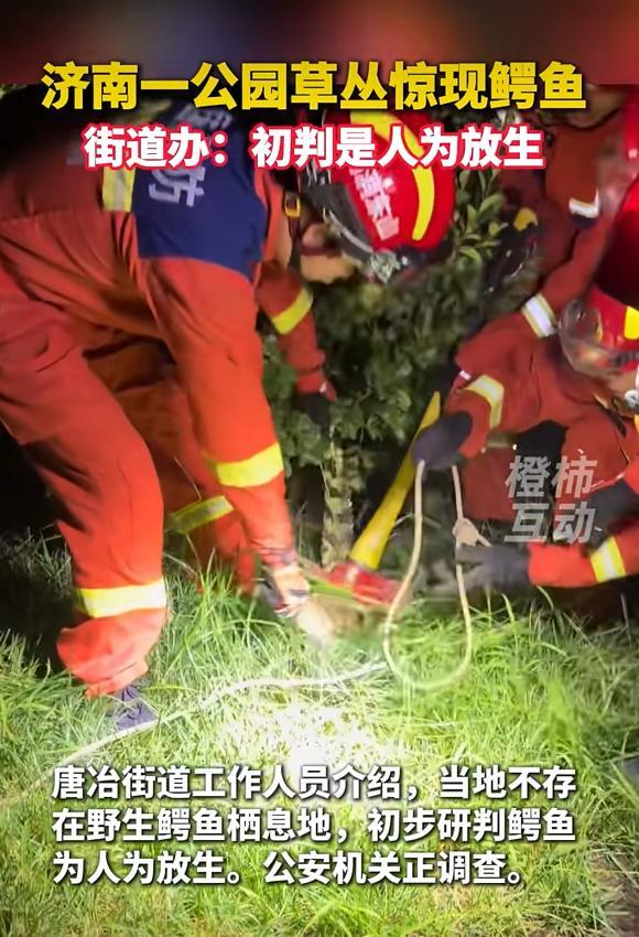 济南一男子公园散步时遇鳄鱼 消防迅速处置获赞