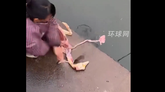 零装备 “钓鱼”！大娘收拾鸭子时鱼儿咬住鸭肠被拽上岸