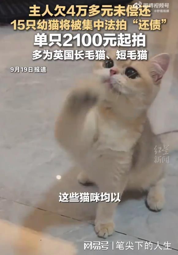15只幼猫将集中法拍还债 萌宠替主还债引热议