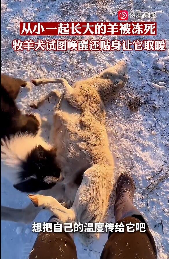 羊被冻死牧羊犬试图唤醒贴身取暖