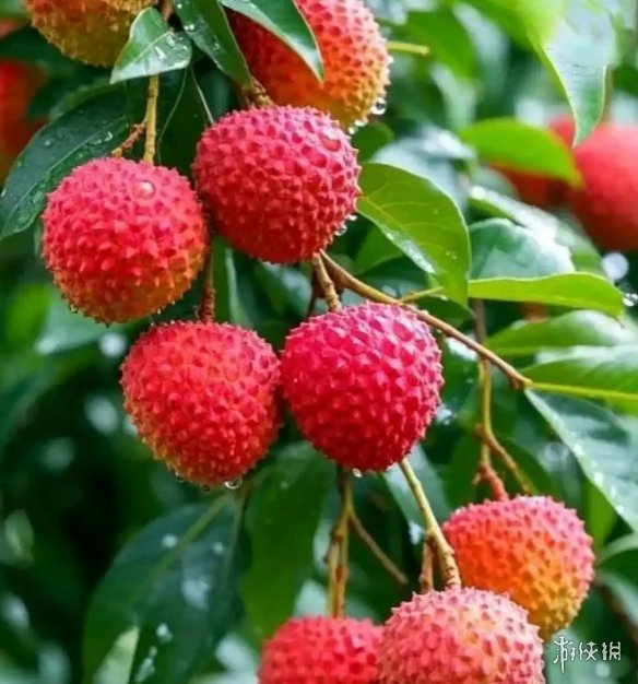 热到荔枝都自闭了 高温致大面积落果