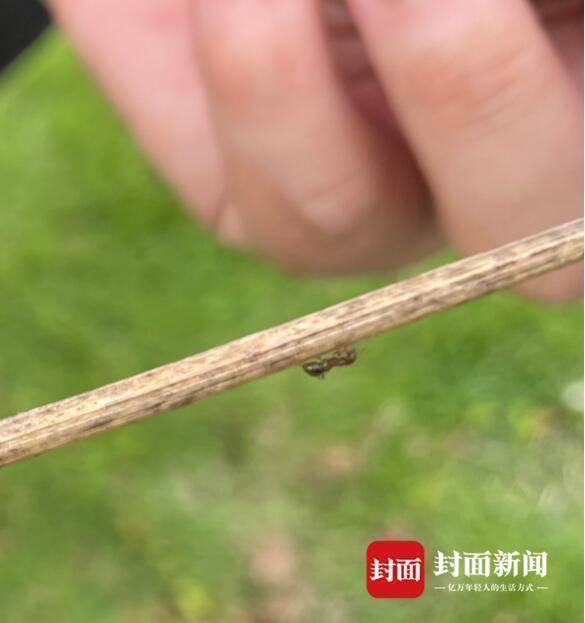 东安湖暂未发现入侵物种红火蚁 植保严密监控中！