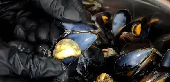 海虹10元一斤真便宜，鲜美补身效果好，你家餐桌缺了啥？