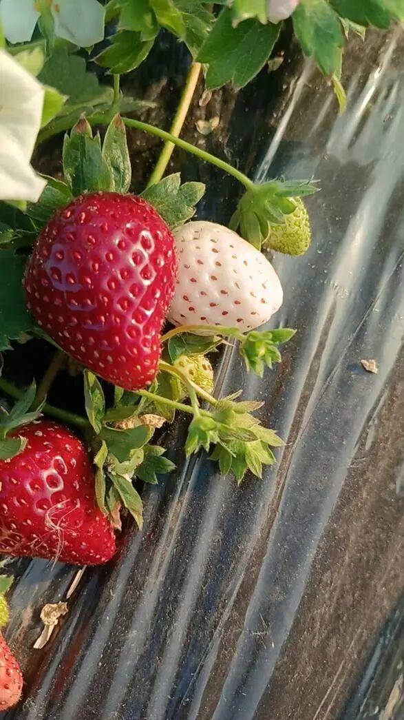 黑草莓上市 售价高达160元一斤 物以稀为贵引发尝鲜热潮