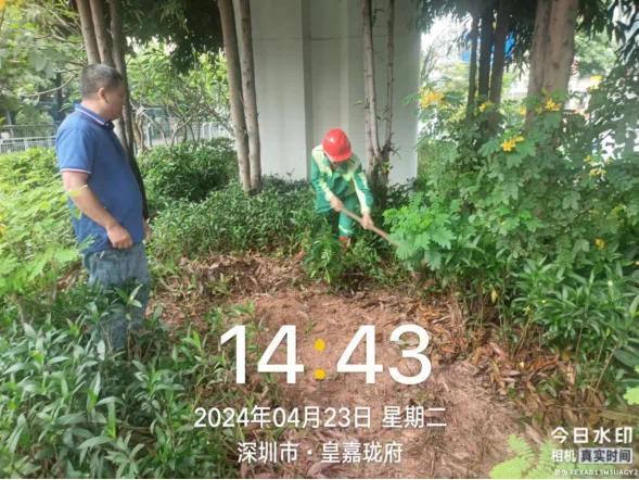 深圳龙华城管回应“暴雨天浇花”：因高架桥遮挡，雨水淋不到桥下的植物