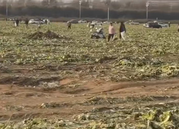 网络谣言引发白菜被“白采” 种植户的损失谁来赔