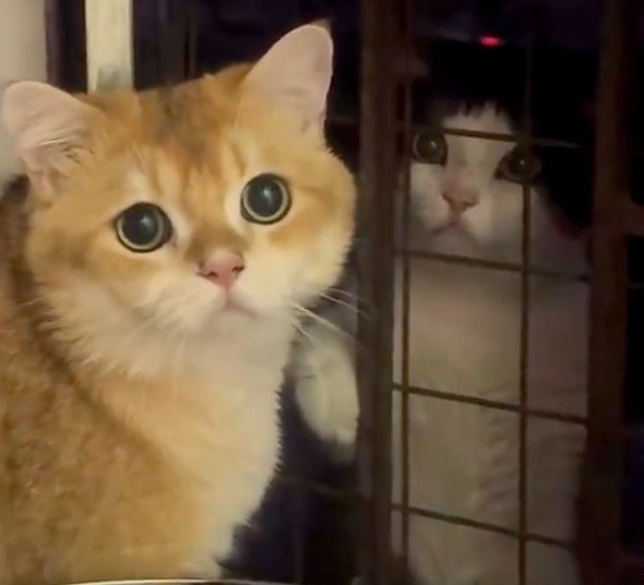 小猫也会因为早恋被质问 惨遭主东说念主 “棒打鸳鸯”