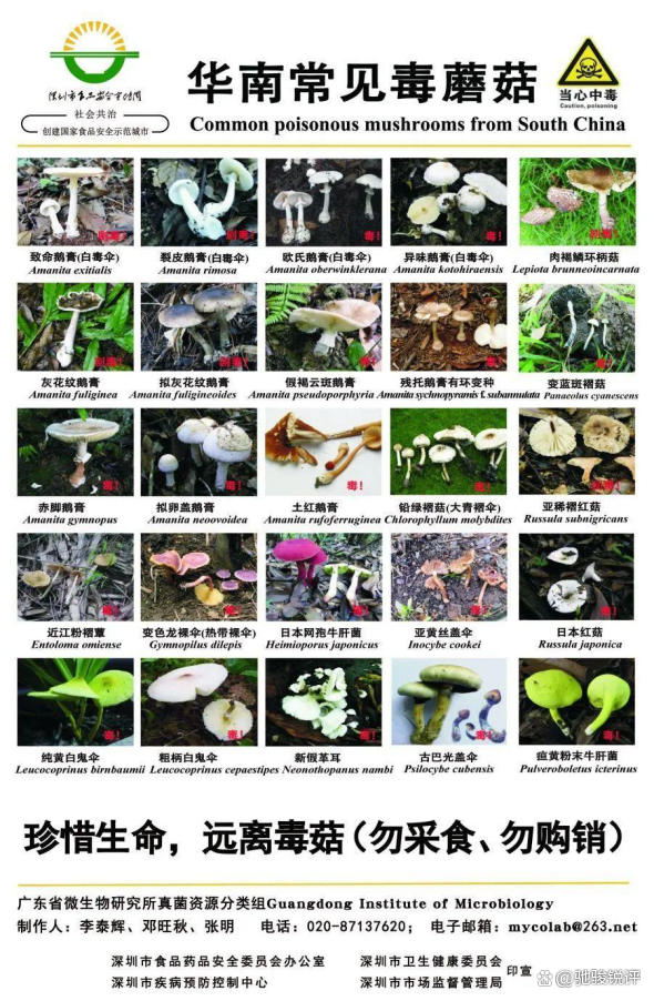 男子误食毒蘑菇重度中毒险致命 经验主义害人不浅