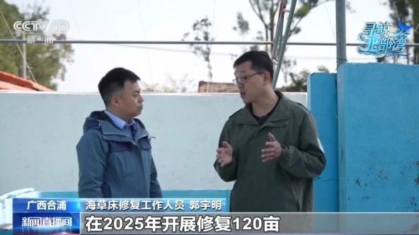 从涠洲岛到三娘湾 探访广西北部湾生态守护之路