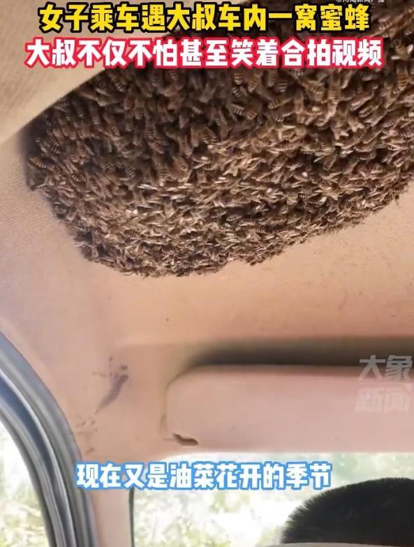 大叔与车内一窝蜜蜂共处 这是都能变身的程度 