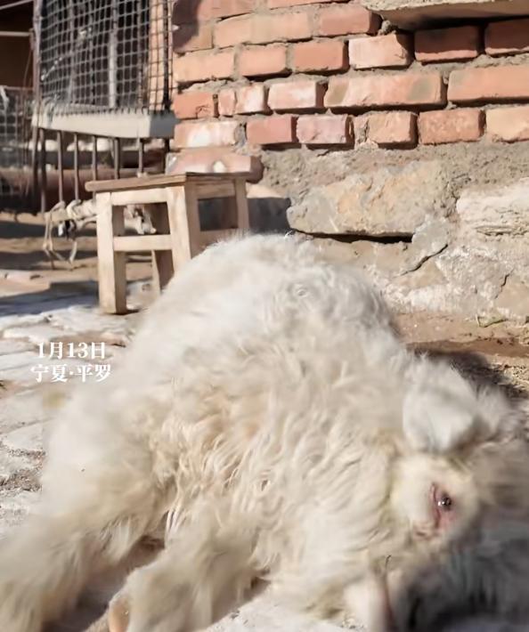 装死小羊30万不卖他遴荐保举家乡产业 成辘集流量担当