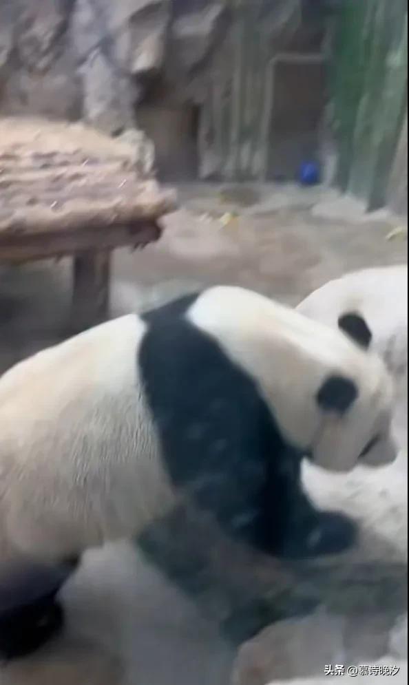 熊猫向游客秀高难度动作 整个熊猫界都没有你在乎的熊猫了吗  