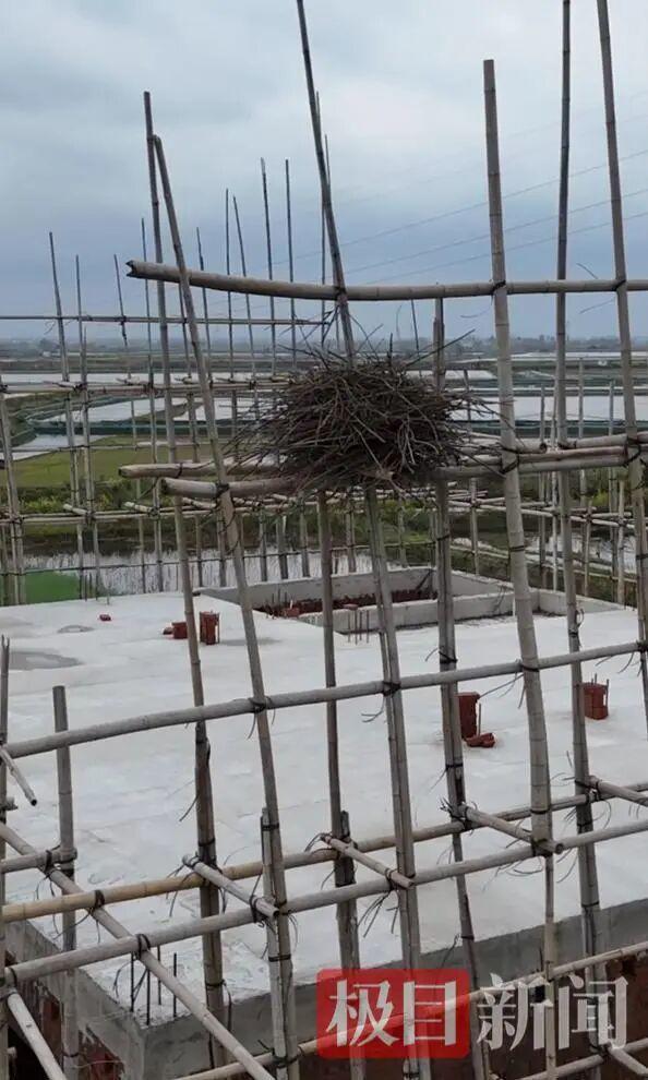 七旬老人停工半年只为守护一窝喜鹊 生态觉悟获赞