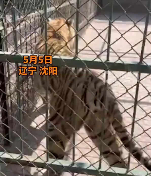 游客看老虎时被尿一身，动物园：老虎喷尿是占领地