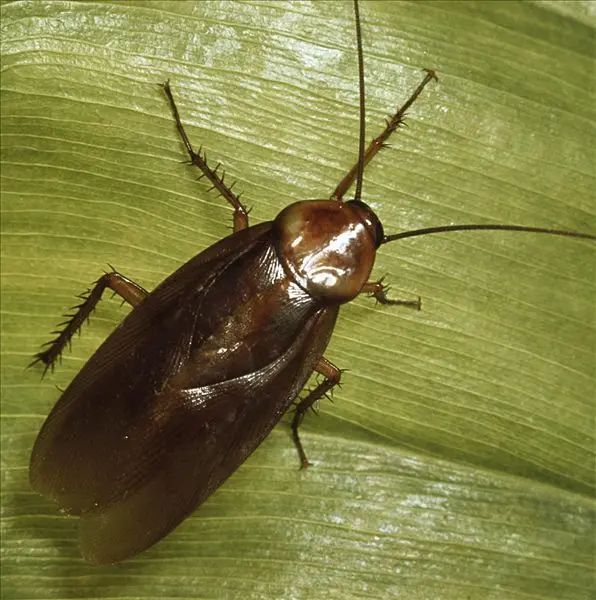 居民家中监控拍到不明发光生物，全身发光长有触角