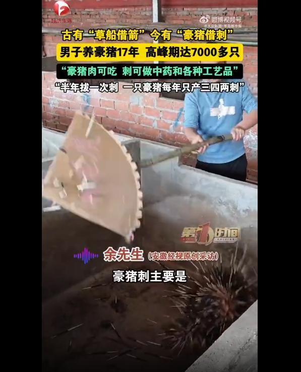 男子养豪猪拔刺一斤卖400元