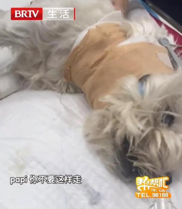 女子為愛犬辭職追兇1000多天