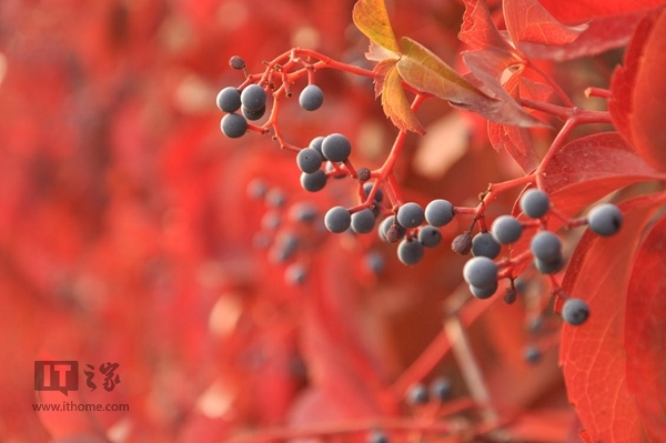 今日立秋:风吹一片叶,万物已惊秋