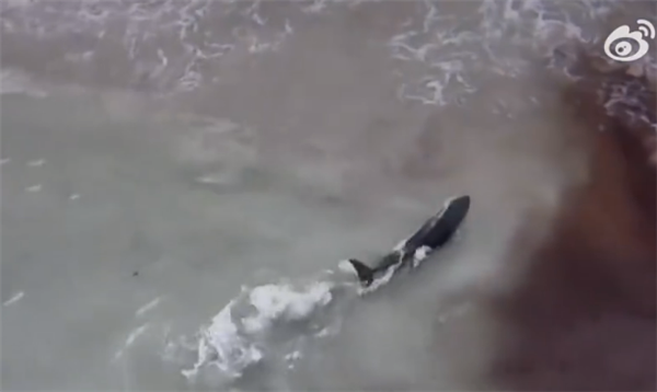 3米长抹香鲸2次搁浅沙滩死亡 专家解释事故成因