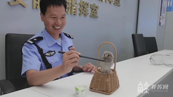 猫头鹰一家在南京相继热中暑