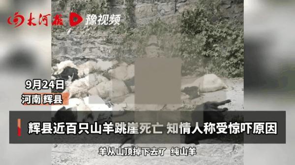 离奇!近百只山羊集体跳崖坠亡 离奇!近百只山羊集体跳崖坠亡