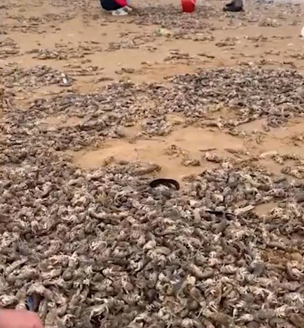 烟台海肠爆发 有人一晚捞上千斤 专家：大风吹上岸