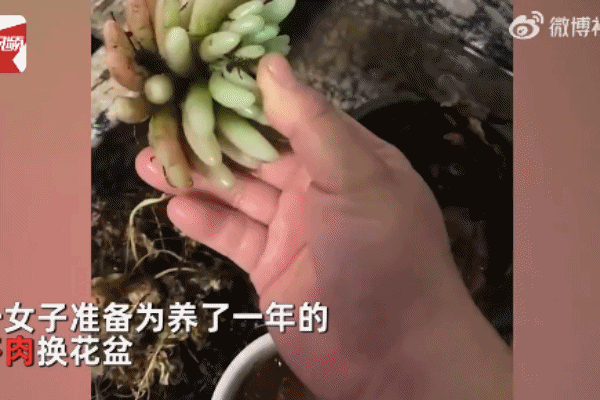 女子养了1年的多肉是塑料做的，气晕了！