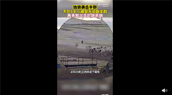 独狼袭击羊群被不到1岁藏獒赶跑