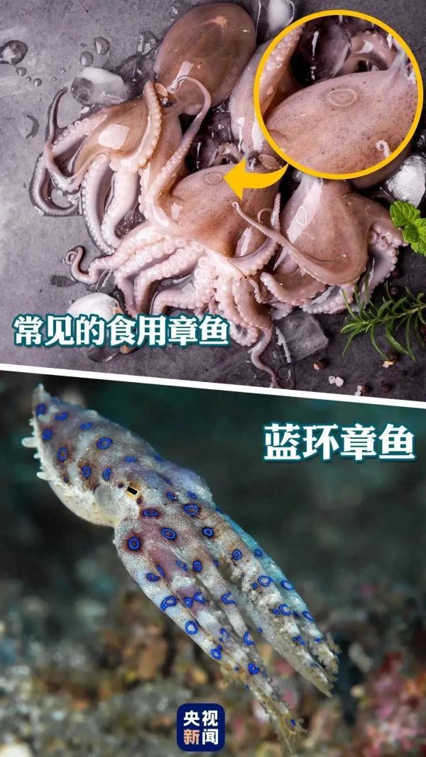 深圳市监局：山姆未发现“蓝环章鱼”，将加强食品安全监管
