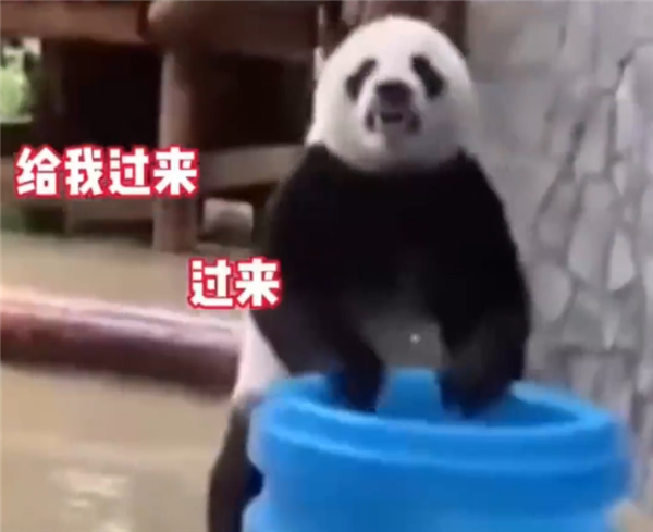 旅俄大熊猫画风突变体重狂飙40公斤：摸爬滚打样样精通