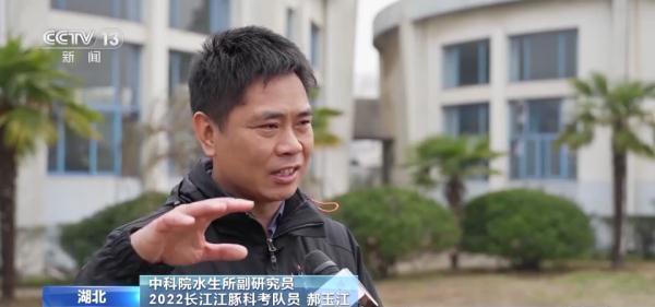 长江干流现99对母子江豚 网友：少女心泛滥了   