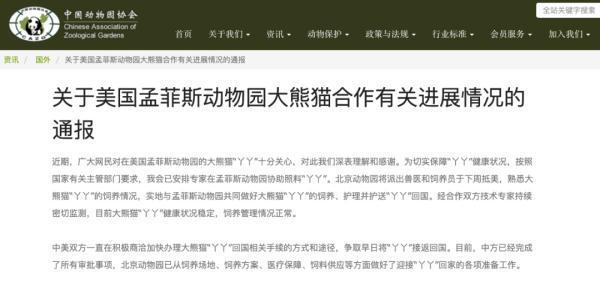 兽医下周抵美照顾丫丫 目前已做好了迎接“丫丫”回家的各项准备工作   