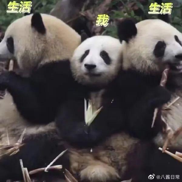 大熊猫花花火到国外 新晋“顶流女明星”实锤无疑无疑，爱了爱了！