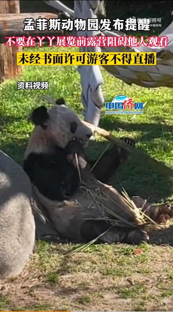 动物园称未经许可不得直播丫丫：不要在丫丫展览前露营