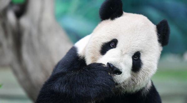 国台办否认有意赠台熊猫，报道不实！