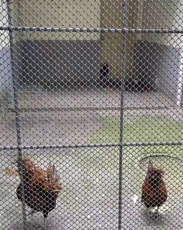 衡阳市动物园回应“货不对板”争议：鸡是观赏禽，狗是收养的流浪狗