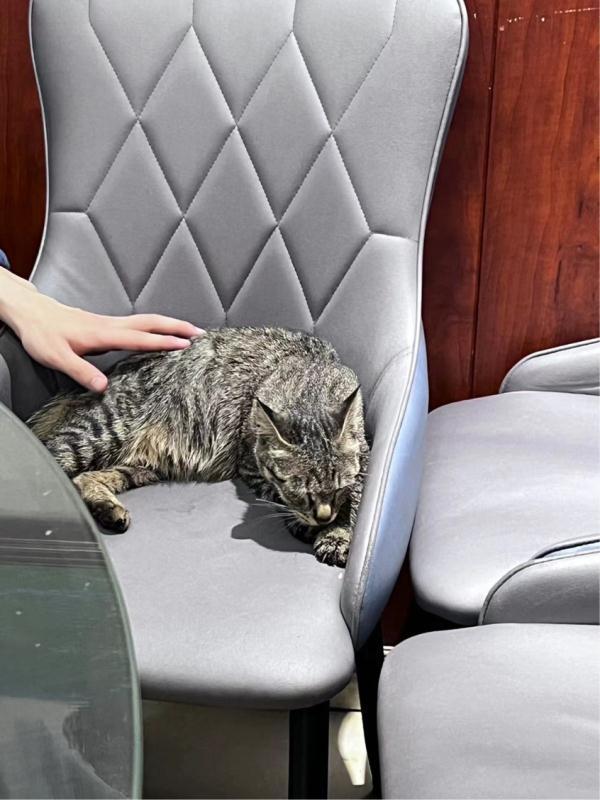 流浪猫饭店内抓伤人 责任究竟谁来担？