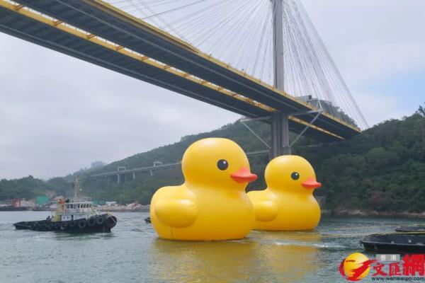 时隔10年大黄鸭再次抵港：次惊喜加倍，来了两只