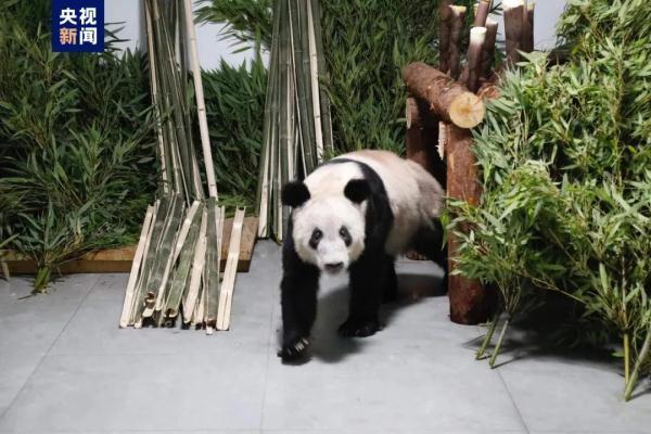 丫丫最新画面：一到家就被竹子包围，北京动物园回应丫丫是否展出