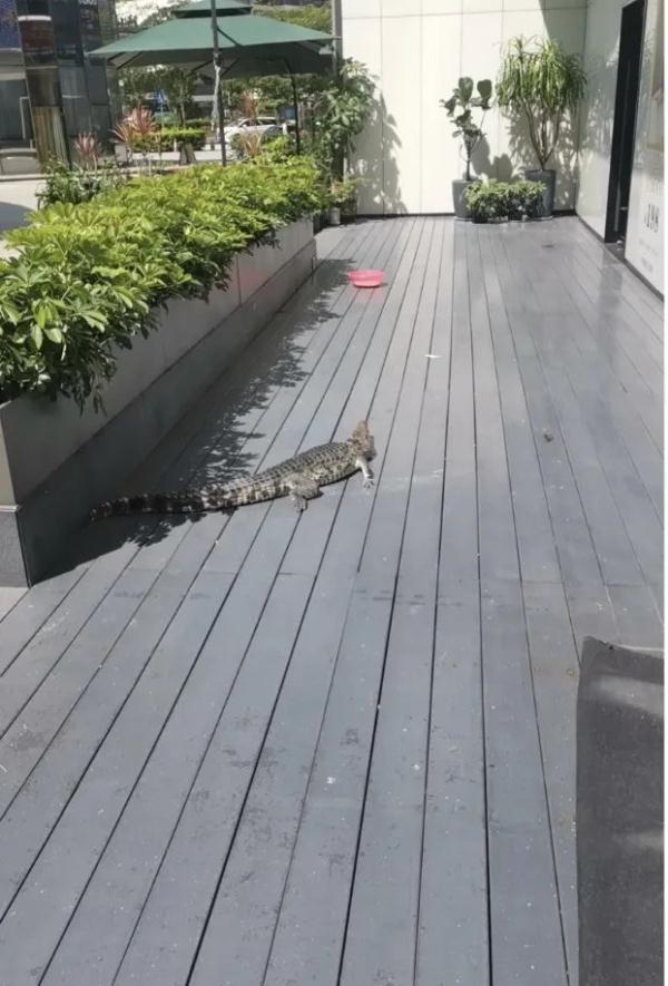 掉落宠物鳄鱼的主人道歉 对造成的警力和社会资源的浪费也深表歉意