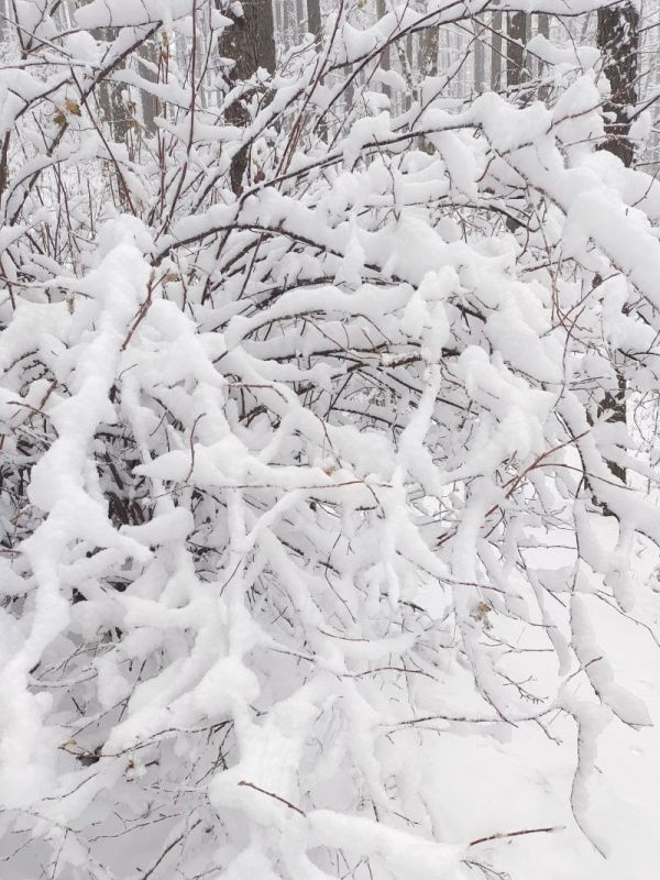 一夜入冬 石家庄的第一场雪来了！全省最低气温普遍下降