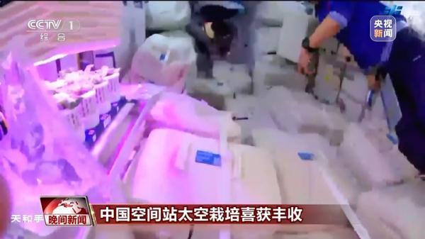 中国空间站的“菜园子”收菜了 中秋采摘太空生菜